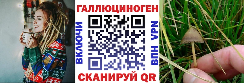 где найти   Мещовск  Псилоцибиновые грибы прущие грибы 